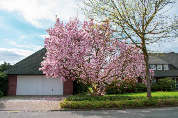istock Cherry blossoms tree in the garden at sunshine. 1148892428