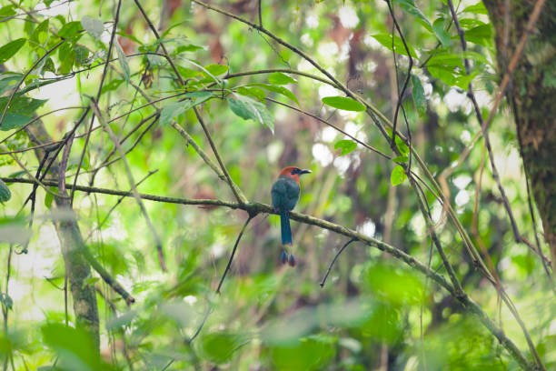 istock bird in the rainforest, costa rica 1148892510