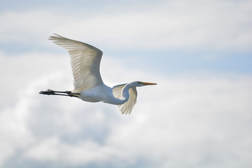 The great white heron in all its beauty and elegance, in the skies of our city.