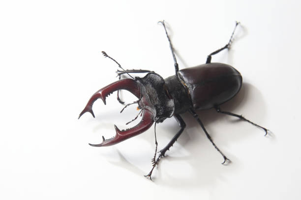 male insect beetle deer with antlers on white background