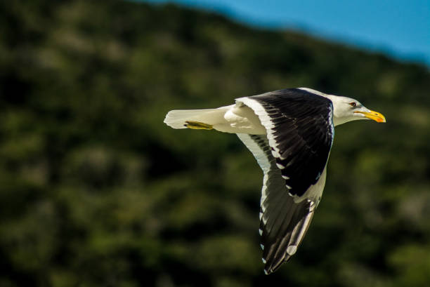 Gaivotão Larus dominicanus is another species that inhabits the region. This photo was taken at Praia do Forno in Arraial do Cabo kelp gull stock pictures, royalty-free photos & images