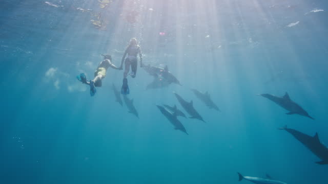 Adventurous couple swimming with dolphins