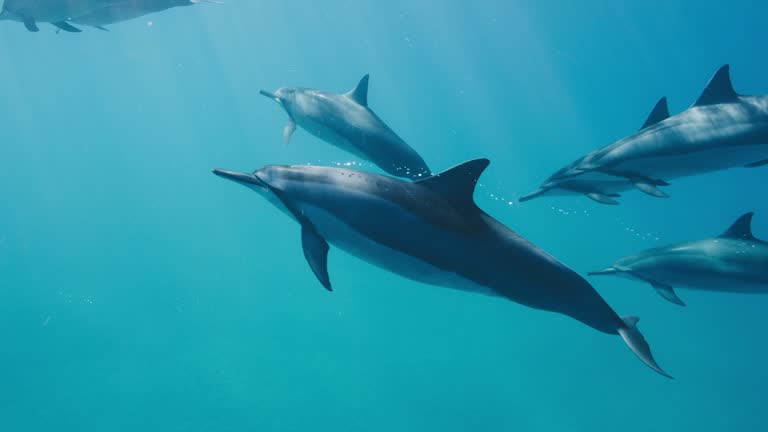 A pod of dolphins swimming together in blue ocean