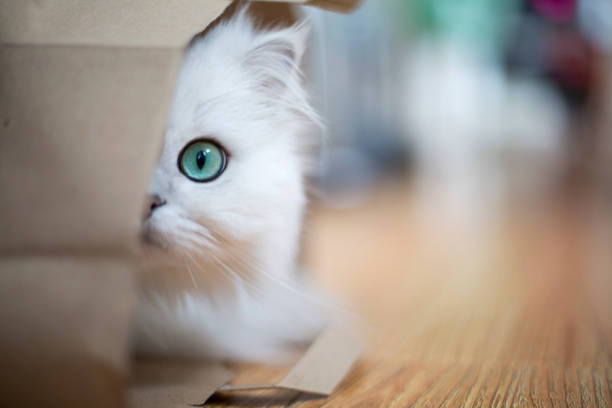 White Persian cat White Persian cat hidden in a paper bag persian cat stock pictures, royalty-free photos & images
