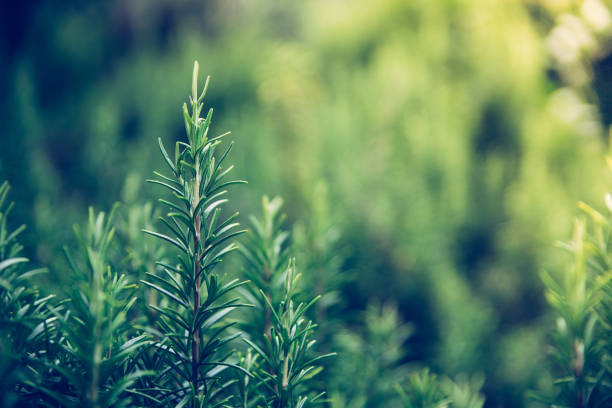 istock Fresh rosemary in the own backyard, bokeh 1148897740