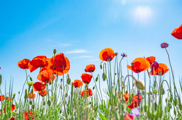 istock Red poppies against a blue sky 1148898019