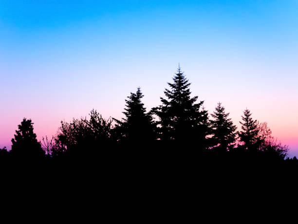 istock Coniferous trees silhouette at sunrise 1148898116