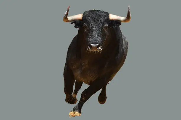 Photo of Bull