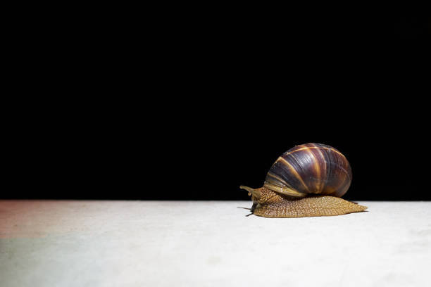 A snail crawling along a sidewalk after a heavy rain in the morning