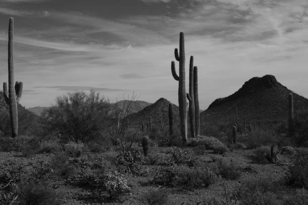 istock Saguaro National Park Against Cloudy Sky In Monochrome 1148899353