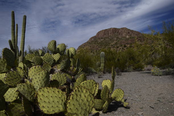istock Saguaro National Park Against Cloudy Sky 1148899380