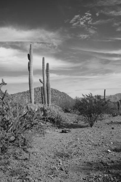 istock Saguaro National Park Against Cloudy Sky In Monochrome 1148899481