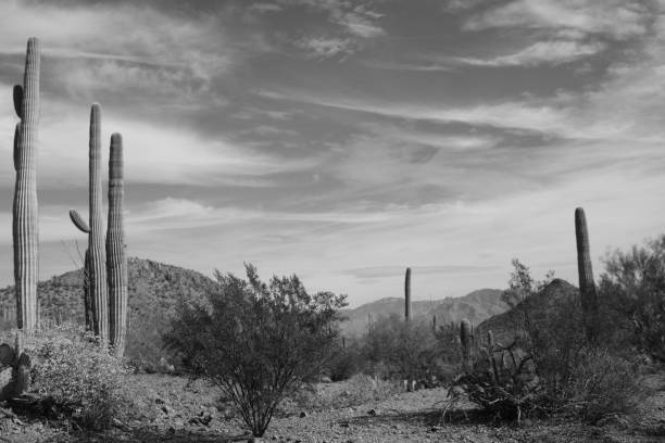 Near Tucson, Arizona