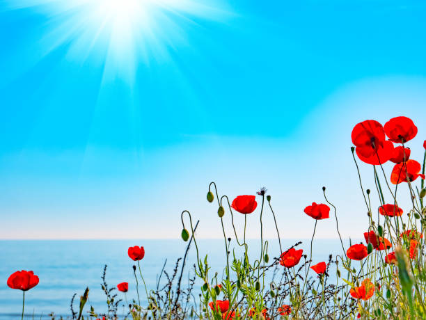 istock Red poppies on the sea background 1148899706