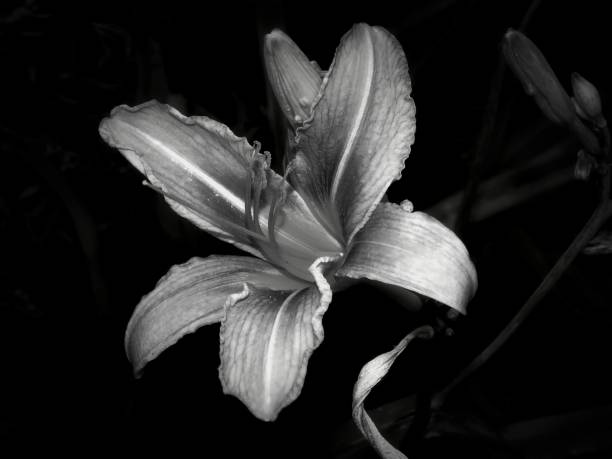 istock Flowers on a black and white photo 1148900031