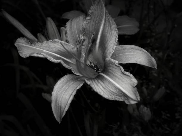 istock Flowers on a black and white photo 1148900042