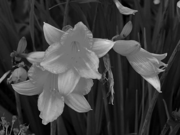 istock Flowers on a black and white photo 1148900060