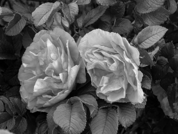 istock Flowers on a black and white photo 1148900070