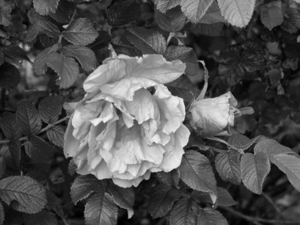 istock Flowers on a black and white photo 1148900072