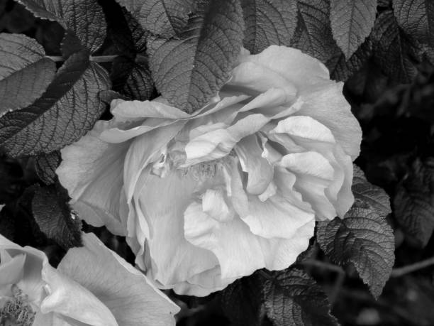 istock Flowers on a black and white photo 1148900074