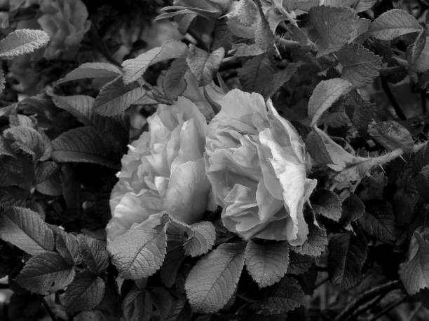 istock Flowers on a black and white photo 1148900081