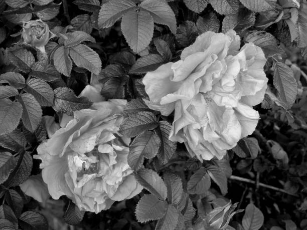 istock Flowers on a black and white photo 1148900087