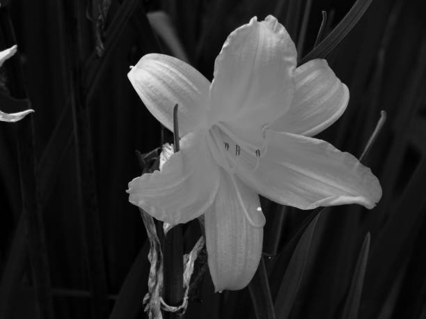 istock Flowers on a black and white photo 1148900088
