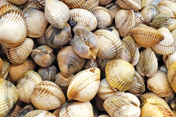 istock Fresh clams background, seashells close up, Spain 1148900139