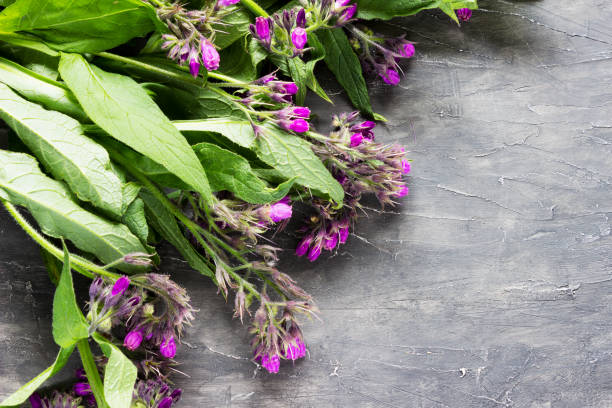 Comfrey medicinal herb stock photo
