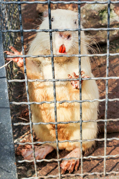 istock Water rodent in a cage. 1148901247