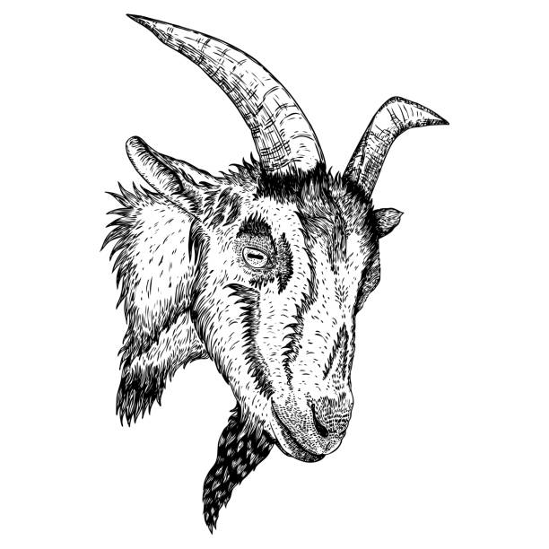 ilustrações, clipart, desenhos animados e ícones de cabeça do animal de exploração agrícola da cabra ou dos carneiros com chifres. esboço preto e branco. vetor - goat animal black domestic animals