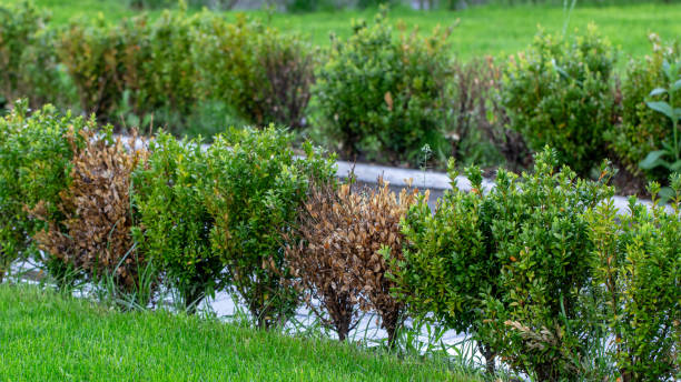 les brindilles et les feuilles de buis jaunissent à cause des dommages de succion. - boxwood photos et images de collection