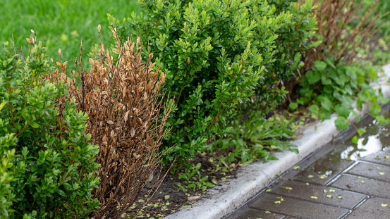 The twigs and leaves of boxwood turn yellow because of the sucking damage.