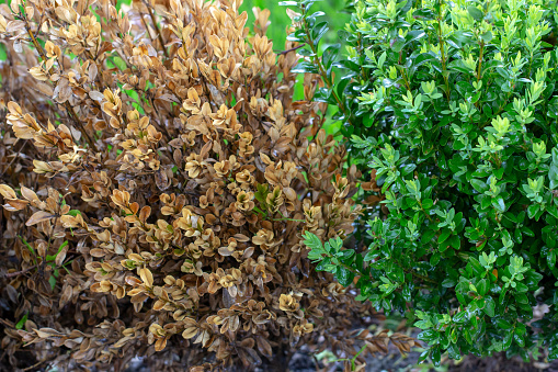 The twigs and leaves of boxwood turn yellow because of the sucking damage