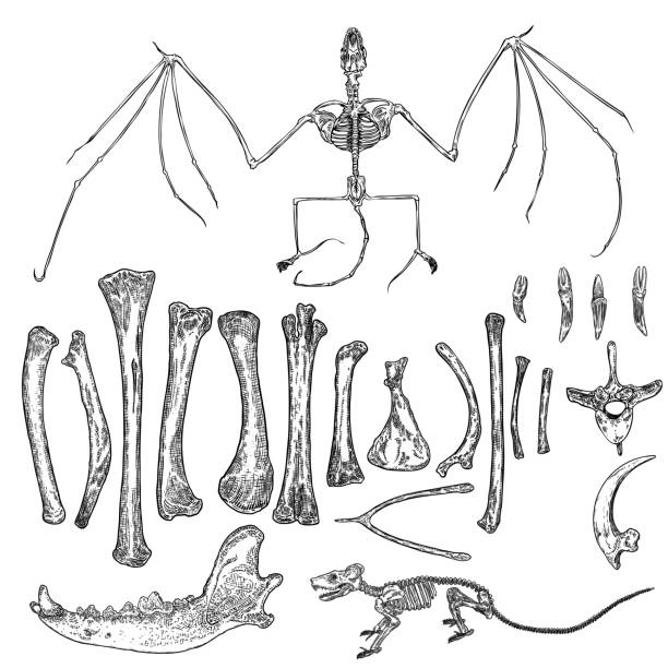 Magic animal bones design elements set. Hand drawn sketch for magician collection. Witchcraft spell symbols, bird raven, chicken bones, wolf or dog jaw, vampire bat skeleton, rat or mouse. Vector. Magic animal bones design elements set. Hand drawn sketch for magician collection. Witchcraft spell symbols, bird raven, chicken bones, wolf or dog jaw, vampire bat skeleton, rat or mouse. Vector. magic mouse stock illustrations