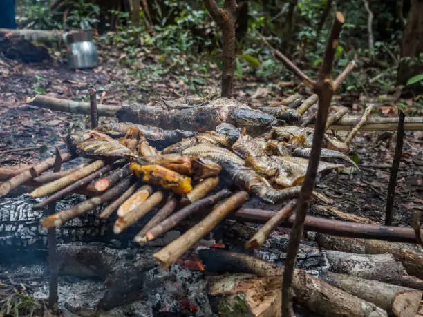 Lagoon, Brazil - March 20, 2018: Grilling fish and bananas on the fireplece on the camp in the amazons jungle