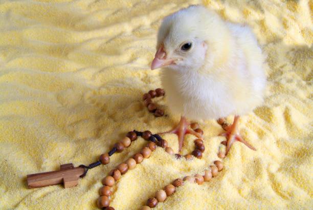 istock Cute little chicken isolated on yellow background 1148905415