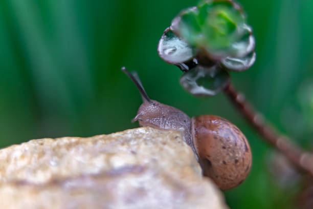 istock snail on a rock in the garden 1148905636