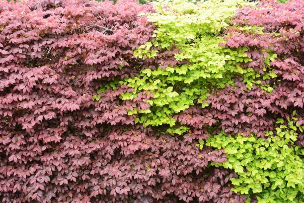 istock Loropetalum chinese var.rubra 1148906821