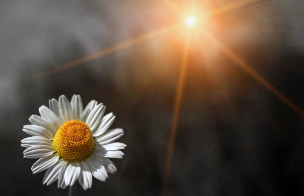 istock wild daisy flower at sunset, on a blurred background 1148907008