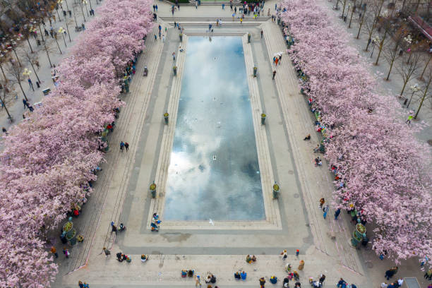 First cherry blossom and fountain, Kungstradgarden