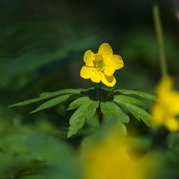 istock Sunlit beautiful blossom yellow windflower 1148908691