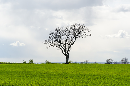Silhouette of a big lone leafless tree in a green corn field by spring season