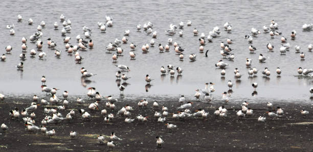 istock Diversity of birds, Caleta Lenga 1148908800