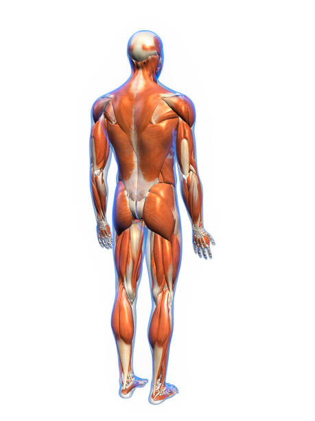posterior full body male muscles on white background - rear view human arm naked men imagens e fotografias de stock