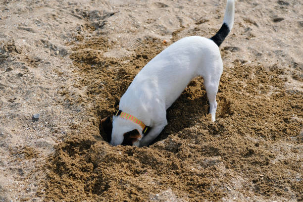 jack russell dog digging a hole in the sand at the beach, ocean shore behind jack russell dog digging a hole in the sand at the beach on summer holiday vacation, ocean shore behind burying stock pictures, royalty-free photos & images