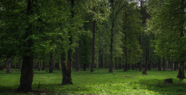 Panoramic shot of green forest