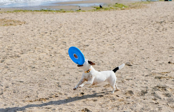 istock Dog jumping playing with flying disk at sea beach 1148910100