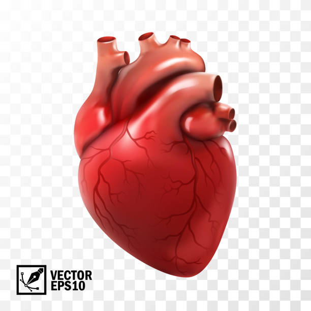 3d realistischer vektor isoliertes menschliches herz. anatomisch korrektes herz mit venensystem - fotorealismus stock-grafiken, -clipart, -cartoons und -symbole