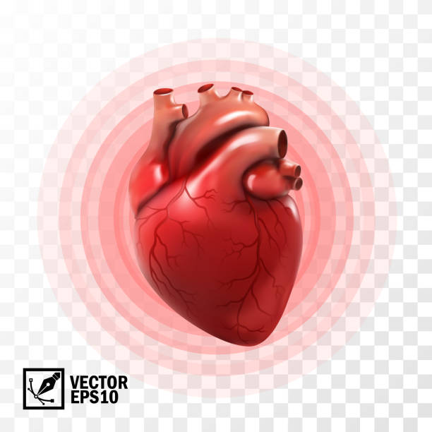 illustrations, cliparts, dessins animés et icônes de 3d vecteur réaliste isolé coeur humain, pulsation de cercle, crise cardiaque, coeur anatomiquement correct avec système veineux - coeur organe interne